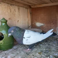 کبوتر رنگی|پرنده|قم, بیست متری ولیعصر|دیوار