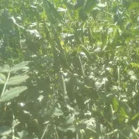 نیسان مدل۹۲ دو کانه فابریک