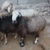 فروش بره|حیوانات مزرعه|ایذه, |دیوار