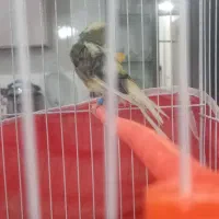 قناری ابلغ|پرنده|تربتحیدریه, کلاته توکلی|دیوار