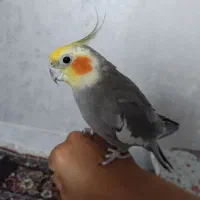 عروس هلندی نر سخنگو|پرنده|گرگان, |دیوار