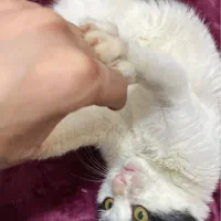 گربه|گربه|گرگان, |دیوار