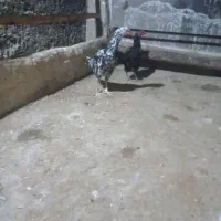 مرغ وخروس لاری