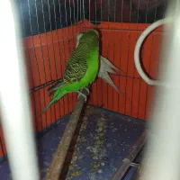مرغ عشق جفت
