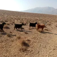 ۴ راس بز جوان چاق|حیوانات مزرعه|سرچهان, |دیوار