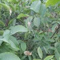 نهال گردو اسرائیلی