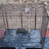 قفس برای پرندگان|لوازم جانبی حیوانات|دهدشت, |دیوار