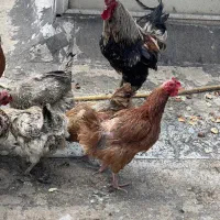 دو عدد خروس گلین چاق و‌چله