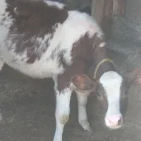 سه عدد گوساله سیمنتال دوتا نرویکی ماده ممتاز|حیوانات مزرعه|تخت سلیمان, |دیوار