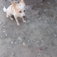 سگ پا کوتاه