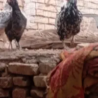 مرغ گلین نژاد پنگونی با لری