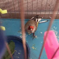 سهره یا سقا بافتی نر گل بلند|پرنده|کرمان, |دیوار