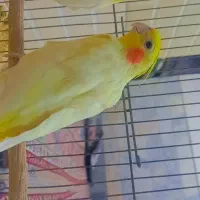 عروس هلندی|پرنده|قم, علی آباد سعدگان|دیوار