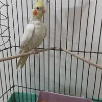 عروس هلندی|پرنده|کهریزک, |دیوار