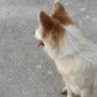 سگ اشپیتز آلمانی تیز و خیلی باهوش|سگ|یزد, |دیوار