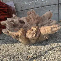 ریشه چنار روستیک