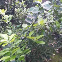 فروش انواع نهال و گل