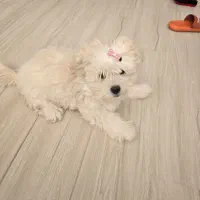 سگ اپارتمانی،واکسینه شده،۴ ماهه ،پسر