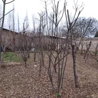 باغ-زمین-1000متری-فیروز-بهرام-کوچه-بهار