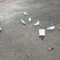 ۱۰عدد کبوتر