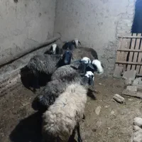 میش..آبستن  دوقلو زا