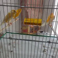 پرنده. قناری سوپر و جوجه