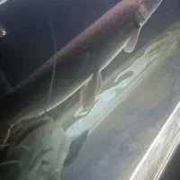 ماهی گار(کلمه سوسماری)بالای 70 سانت