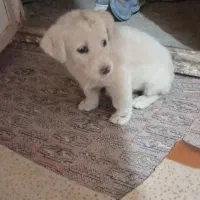 سگ ماده باهوش|سگ|فردوس (خراسان), |دیوار