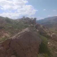 کاسنی