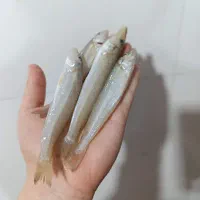 ماهی حواصیم|ماهی|ریگ, |دیوار