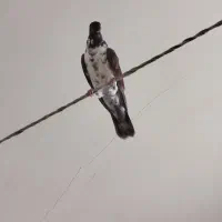 کبوتر یا کفتر