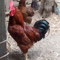خروس ، غاز  اردک بوقلمون نیمچه و بزرگ