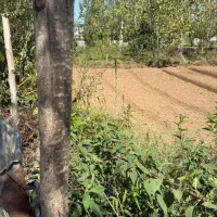 فروش زمین ۴۵۰۰ متری در پیله داربن|فروش زمین و ملک کلنگی|رشت, پیله داربن|دیوار