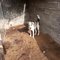 سگ‌گلگی‌‌|سگ|گناباد, |دیوار