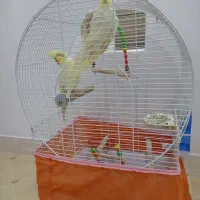 عروس هلندی
