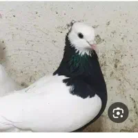 کفتر طوقی مشکی گم شده