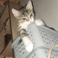 واگذاری رایگان