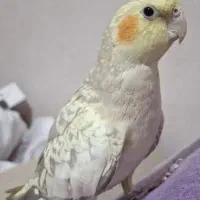 عروس هلندی گمشده