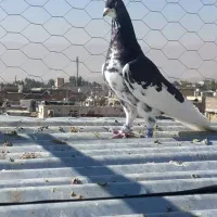 کبوتر یال گلدار نر