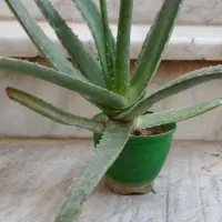 آلوئه ورا|گل و گیاه طبیعی|کاشان, فاز ۲ ناجی آباد|دیوار