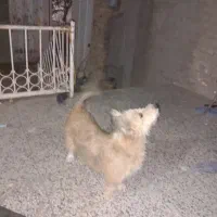 پاپی گمشده در محدوده مدرسه ده پایین