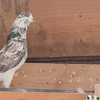 کبوتر نر|پرنده|لاهیجان, پردسر|دیوار