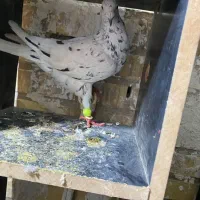 پرنده|پرنده|اهواز, امانیه|دیوار