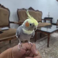 پرنده عروس هلندی فروشی|پرنده|تهران, اوقاف|دیوار