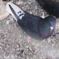 کبوتر گم شده