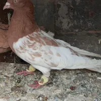 کفتر|پرنده|شیراز, شهدای شهرک سعدی|دیوار