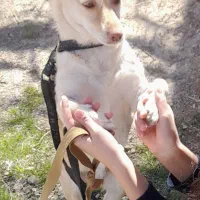 سگ پامر اشپیتز