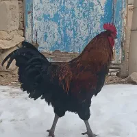 فروشی محلی سیاه