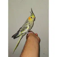 عروس هلندی ماده گلباقالی ۱.۵ساله فول دستی و رام
