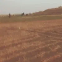 اسب